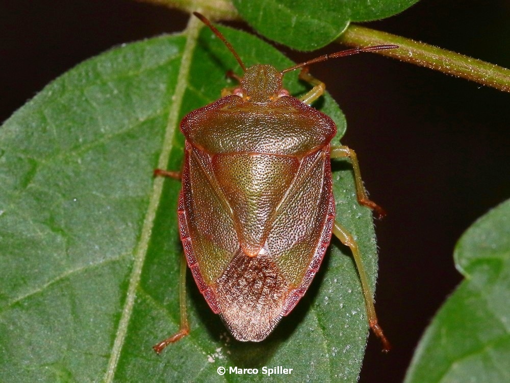 Pentatomidae: Palomena prasina